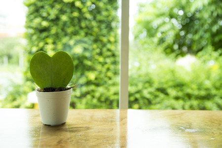 cactus in a white pot on the table.の写真素材