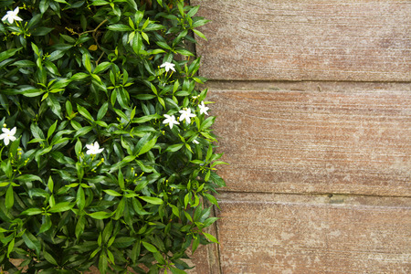 Green leaf with brown concrete floor  backgroundの写真素材