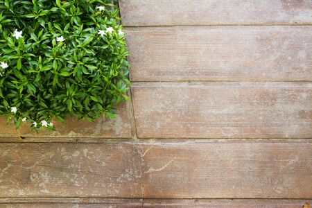 Green leaf with brown concrete floor  backgroundの写真素材