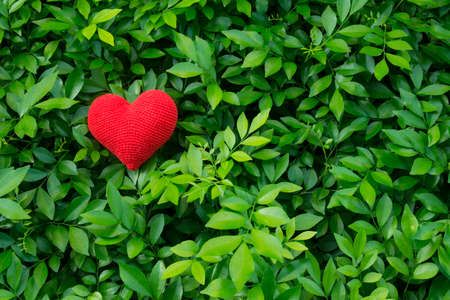 Green leaf pattern with red heart backgroundの写真素材