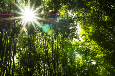 Bamboo forest with sun flare backgroundの写真素材