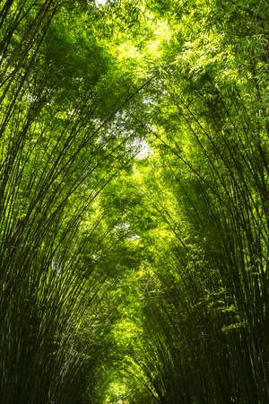 Green bamboo forest backgroundの写真素材