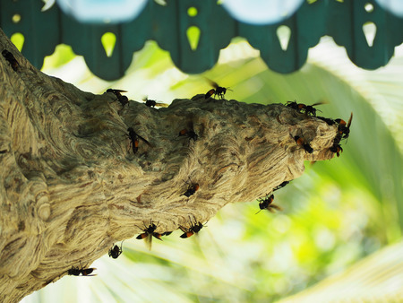 Wasp nest with wasps at houseの写真素材