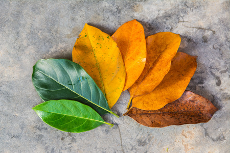 Green leaves to dry leaves backgroundの写真素材