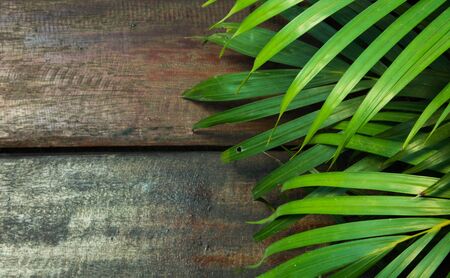 green palm leaf with old wood backgroundの写真素材