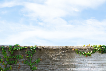 Leaves on the wall white sky backgroundの写真素材