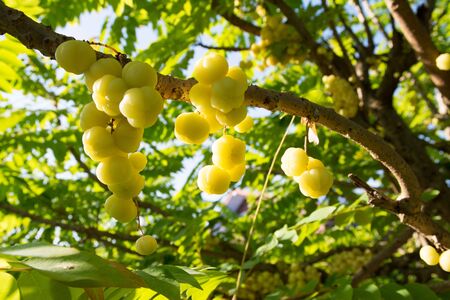 Star gooseberry with green left on wood backgroundの写真素材