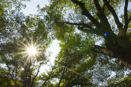 sunshine with  the green treeの写真素材