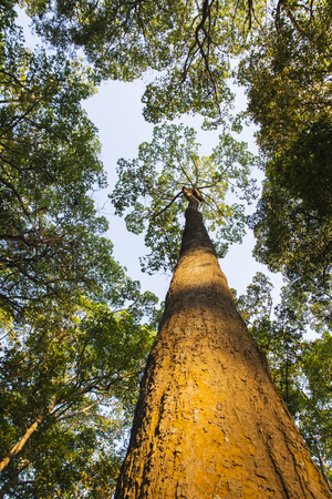 Tree in the green forest backgroundの写真素材