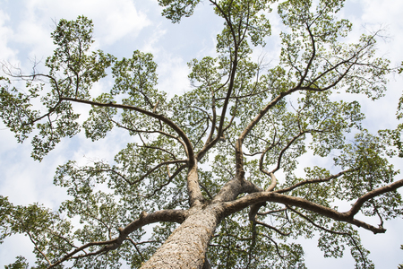 Big tree and cloud sky backgroundの写真素材