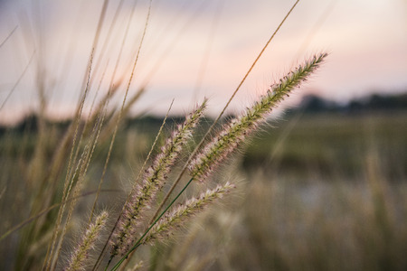 Flower grass in sunset backgroundの写真素材