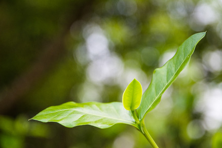 Green leaf with blurred green  background