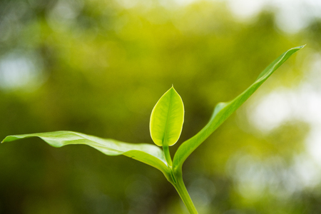 Green leaf with blurred green  backgroundの写真素材