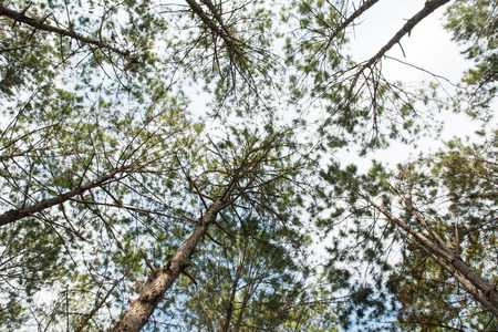 Tree in the green forest backgroundの写真素材