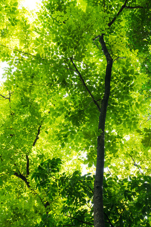 Green leaves and sunshine backgroundの写真素材