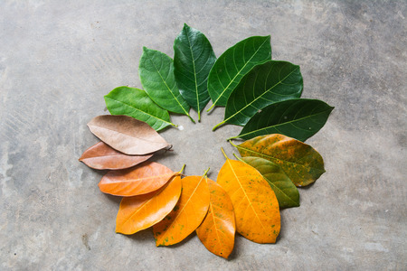 Change season concept green leaves to dry leaves on cement background