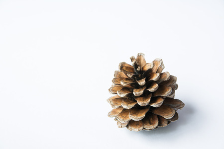 Pine cones on white background for Christmas Conceptの写真素材
