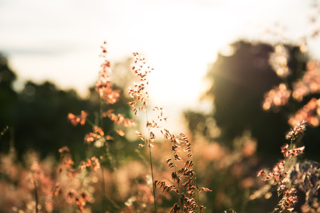 Flower grass at sunset selective focus background