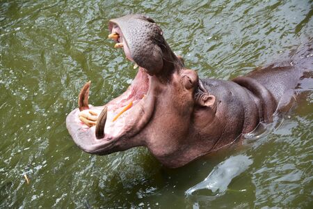 Hippopotamus in water at zoo