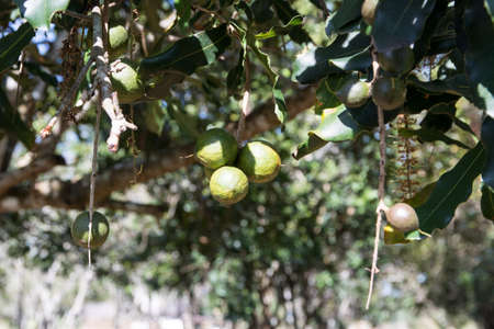 Macadamia nuts on a macadamia treeの写真素材