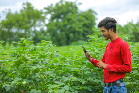 agronomist at Cotton field , capturing cotton field photo on mobile