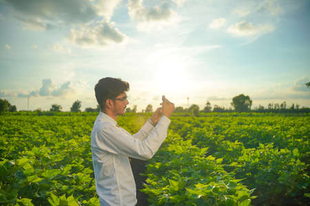 Young handsome agronomist holds tablet touch pad computer in the cotton field and examining cropsの写真素材
