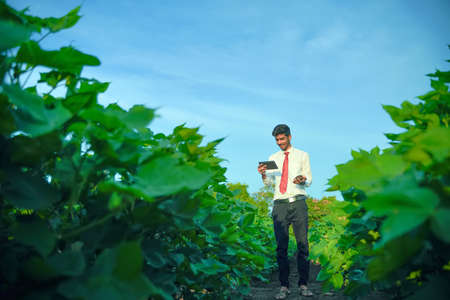 Young handsome agronomist holds tablet touch pad computer in the cotton field and examining crops