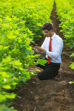 young handsome agronomist inspecting cotton field with tabletの写真素材