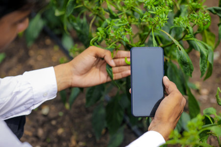 Agronomist taking photo in smart phone at green chilly fieldの写真素材