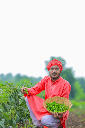 Young indian farmer collecting green chilly in wooden bowl at green chilly fieldの写真素材