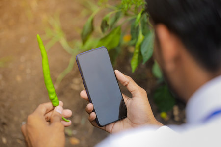 Agronomist taking photo in smart phone at green chilly fieldの写真素材