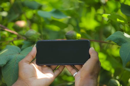 Taking a fresh cotton fruit photo in smart phone at corn field