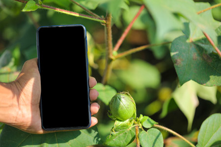 Taking a fresh cotton fruit photo in smart phone at corn fieldの写真素材