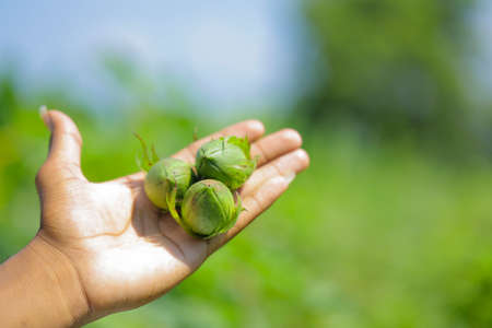 Cotton fruit holding in hand at cotton fieldの写真素材