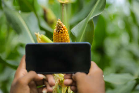 Taking photo in smart phone at corn field