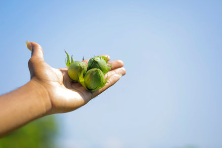 Cotton fruit holding in hand at cotton fieldの写真素材