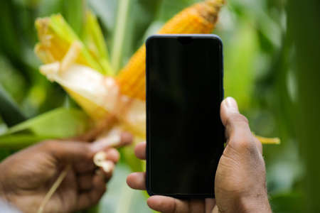 Taking a fresh corn fruit photo in smart phone at corn fieldの写真素材
