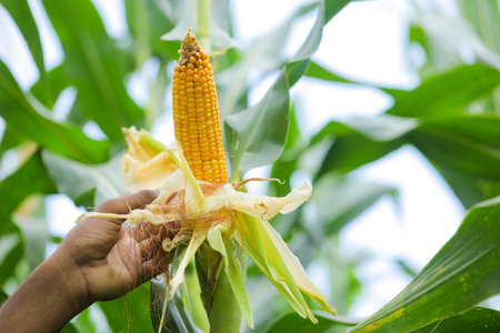 Organic cob corn or maize on corn field farm background