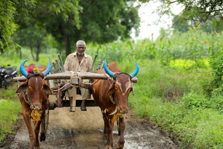 Jalgaon Maharashtra India 03-09-2020 / Indian farmer going to farm on bullock cartのeditorial素材