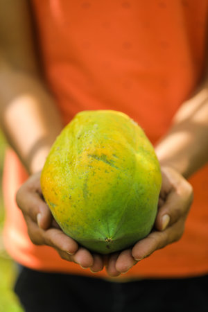 Green Papaya fruit in handの写真素材