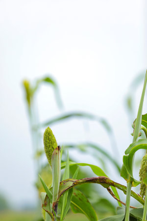 sorghum or jowar grain field
