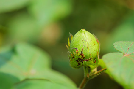 green cotton fruit in cotton fieldの写真素材