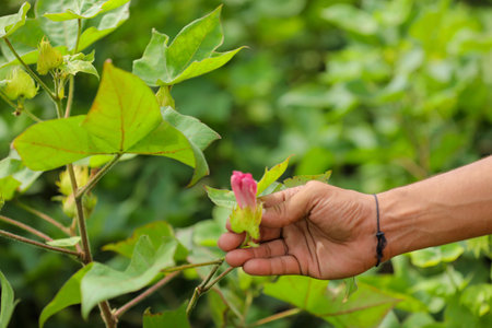 Hand touching of cotton leaf at fieldの写真素材