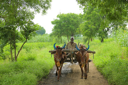 Jalgaon Maharashtra India 03-09-2020 / Indian farmer going to farm on bullock cartのeditorial素材