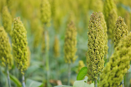 sorghum or jowar grain fieldの写真素材