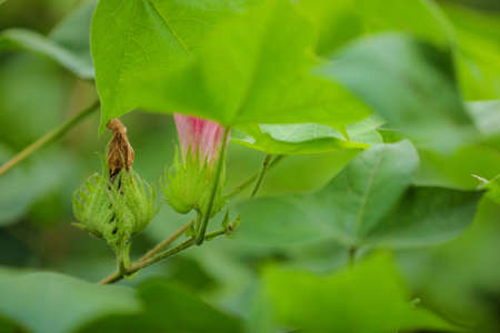 Cotton flower at green cotton field