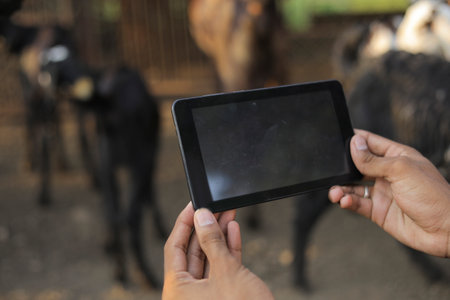 Taking photo in smart phone at goat dairy farmの写真素材