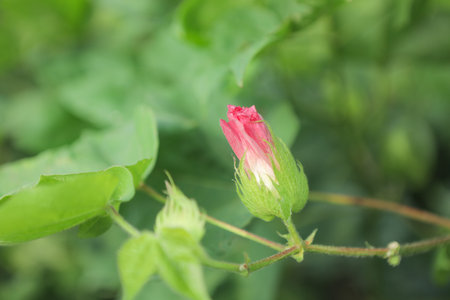 Flowering cotton gardens that have not yet been cotton
