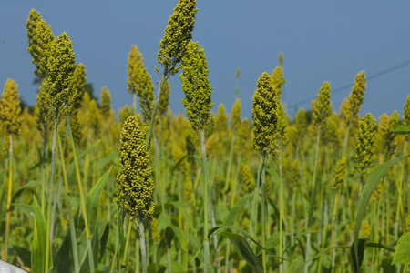 jowar grain or sorghum crop farm over blue sky background