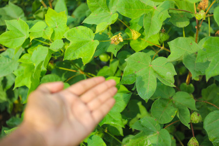 Flowering cotton gardens that have not yet been cotton